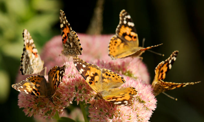 Fall Butterflys